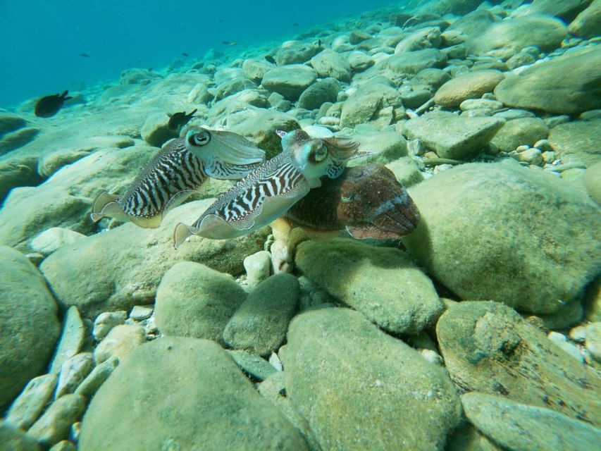 Heraklion: Beginner-Friendly Snorkeling Trip - Key Points