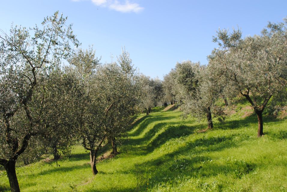 Heraklion: True Crete Melidoni Cave, Secrets of Honey, Olive - Key Points