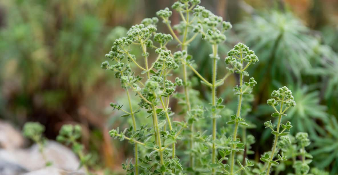 Herbalism and Wildlife (Private Group Experience) - Good To Know