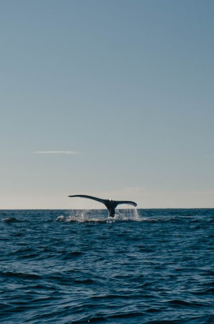 Hermanus Whale Watching Day Tour - Tour Details