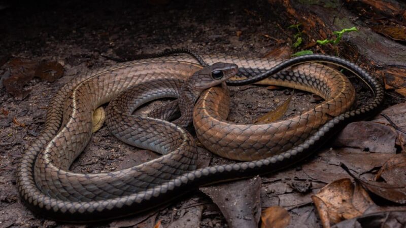 Herpetofauna Night Walk - Key Points