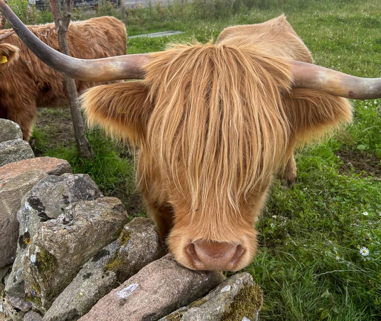 Highland Cows, Walk Alpacas & Scottish Wildlife Centre - Key Points