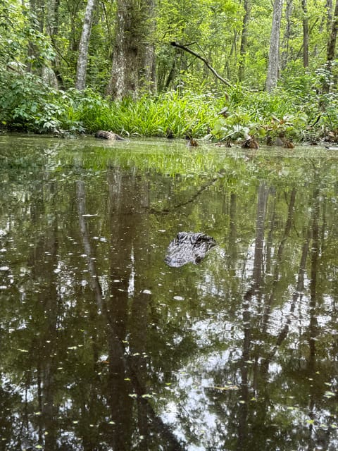 Highlights of New Orleans City and Swamp Tour Combination - Key Points