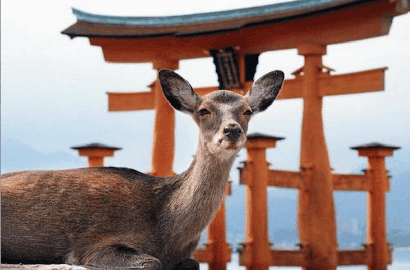 Hiroshima/Miyajima Private Custom Tour With Local Guide - Inclusions and Amenities