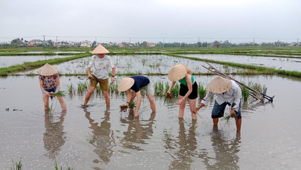 Hoi An: Countryside by Cycling, Buffalo Riding & Do Farming - Key Points