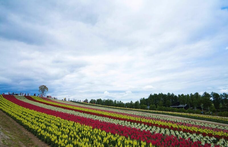 Hokkaido Biei Green Pond and Furano Flower Sea | Day Tour - Tour Overview