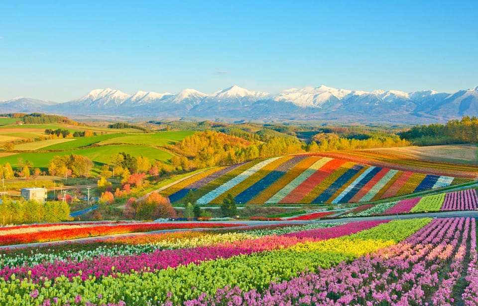 Hokkaido:Biei Blue Pond,Flower Fields, Ningle Terrace Trip - Tour Overview and Pricing