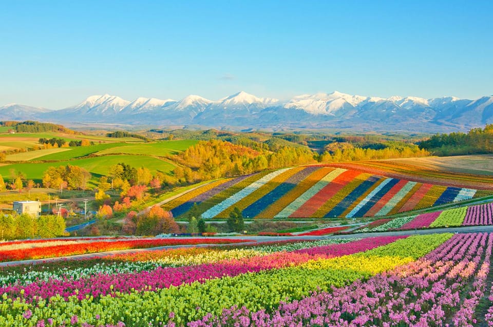 Hokkaido:Biei, Flower Sea Full-Day Tour With Lunch Options - Tour Overview and Pricing