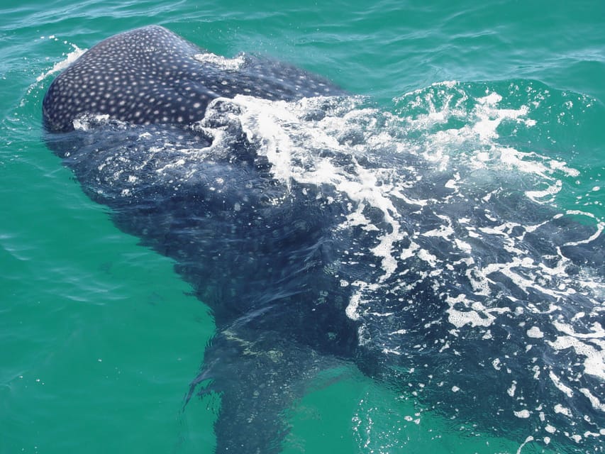 Holbox: Swimming With Wild Whale Sharks Boat Trip - Key Points