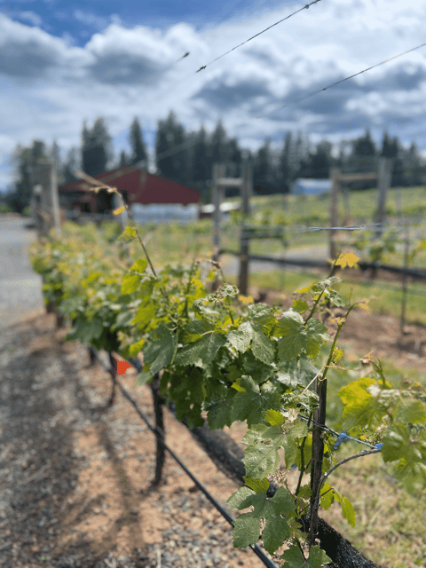 Hood River Premium Wine Tour - Key Points