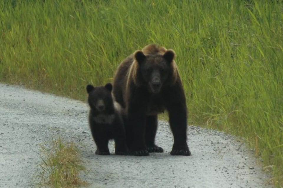 Hoonah: Chichagof Island Brown Bear Search - Key Points