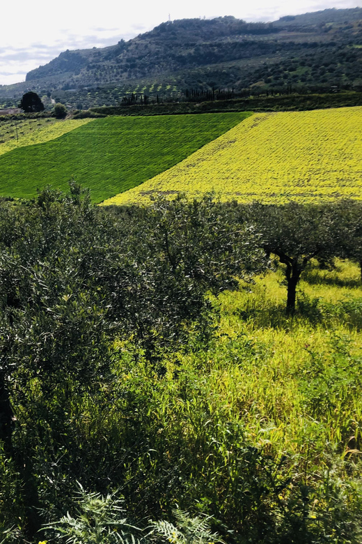 Horseback Riding Through the Olive Groves of Sciacca - Key Points