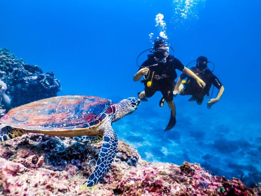 Hurghada: Orange Island Diving & Snorkeling Trip With Lunch - Good To Know