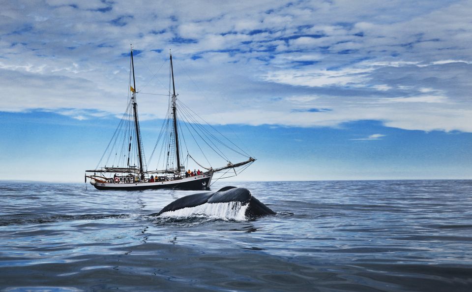 Húsavík: Whale Watching on a Carbon Neutral Oak Boat - Key Points