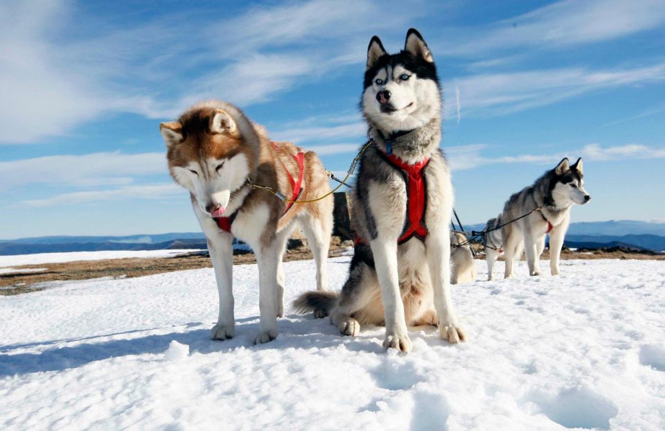 Husky Safari 1 Hour (10 Km) Small-Group Mushing Experience - Key Points