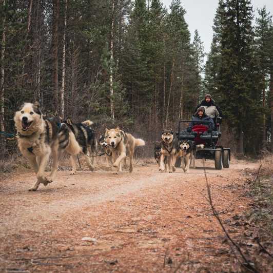 Husky Safari and Guided Tour. Autumn - Key Points