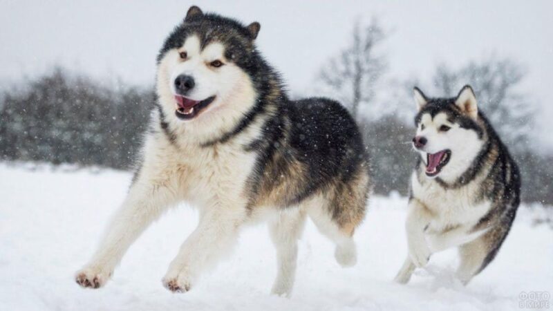 Husky Tour Experience in Levi - Key Points