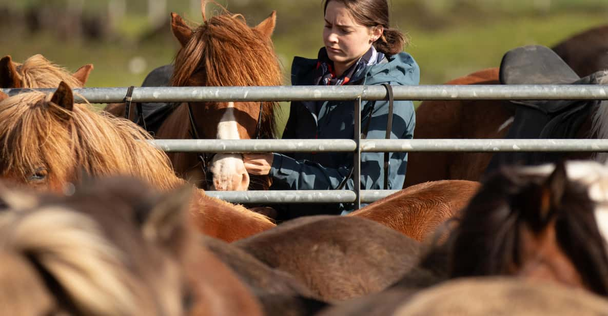 Hveragerdi: Countryside Charm Horse Riding Tour - Key Points