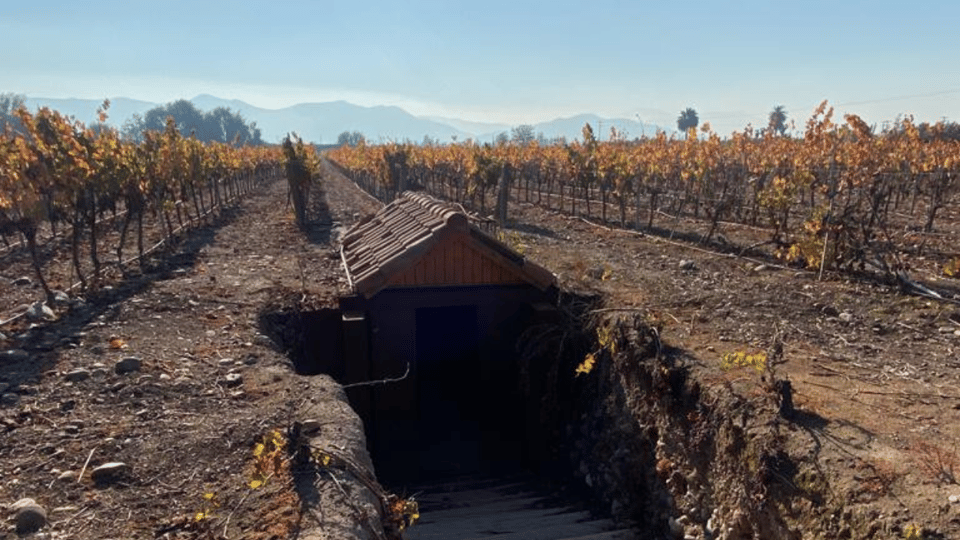 From Santiago: Undurraga Winery Tour With Tasting - Experience Highlights