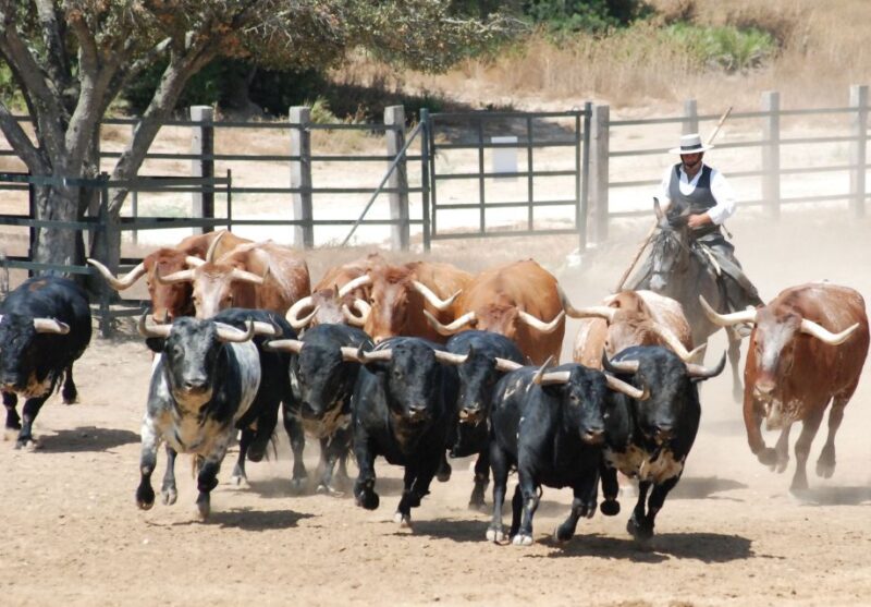 Cadiz: Andalusian Horses and Bulls Country Show - Experience Highlights