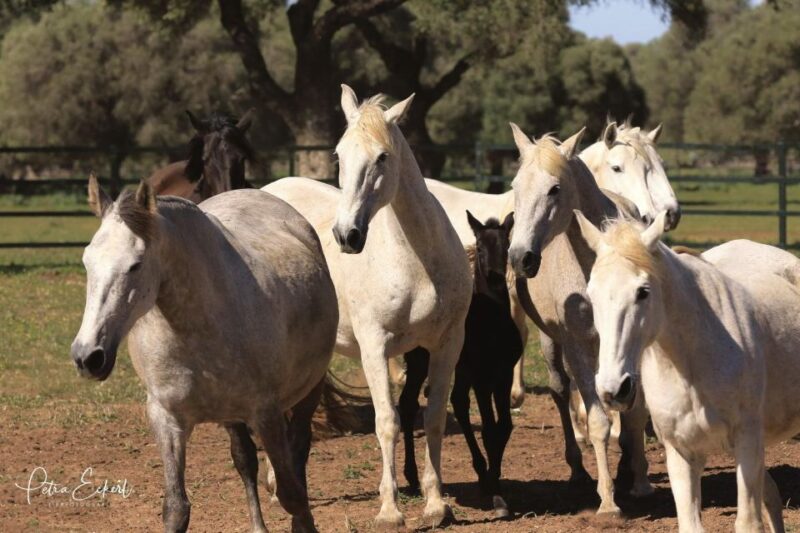 Cadiz: Andalusian Horses and Bulls Country Show - Accessibility and Amenities