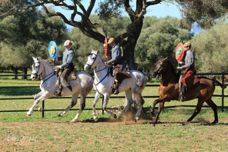 Cadiz: Andalusian Horses and Bulls Country Show - Customer Reviews and Ratings