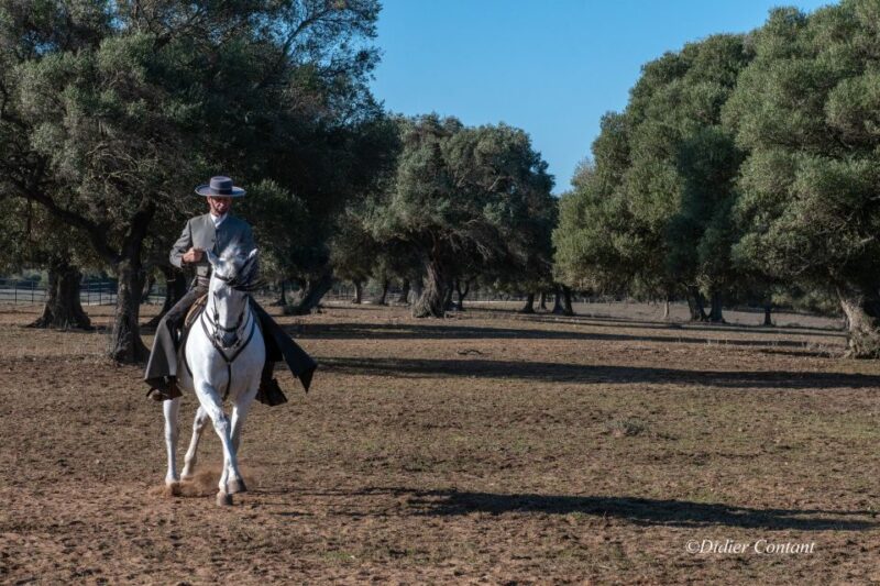 Cadiz: Andalusian Horses and Bulls Country Show - Reservation and Cancellation