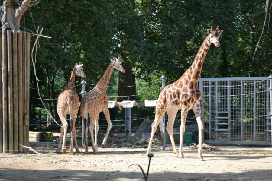 Private Transfer From Gdansk, Sopot, Gdynia to Oliwa Zoo