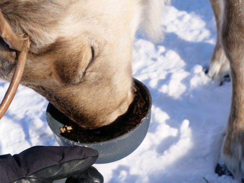 Inari : Siida Museum, Open Fire Lunch & Lake Inari Cruise - Key Points