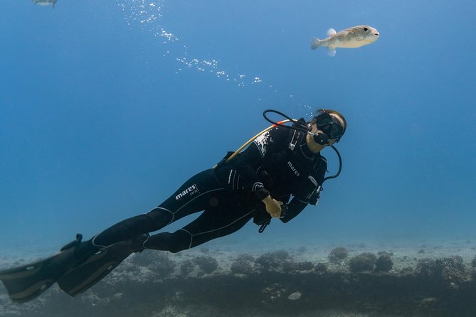 Incredibly Fun 2-Tank Coral Reef South Shore Boat Dive in Oahu From Waikiki - Dive Experience Overview