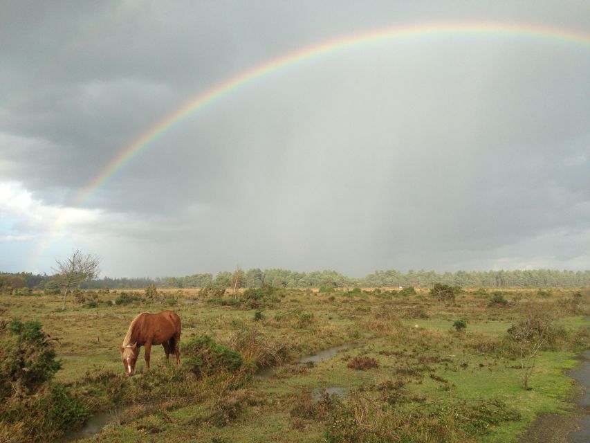 Introduction to the New Forest (Wilverley) - Good To Know