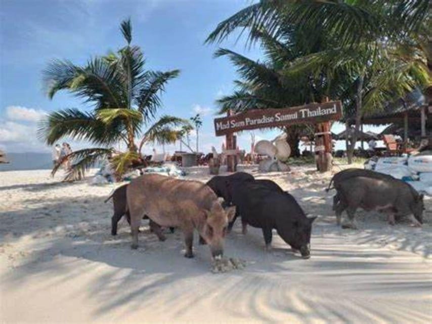 Island Escape: Excursion to Pig Island From Samui - Key Points