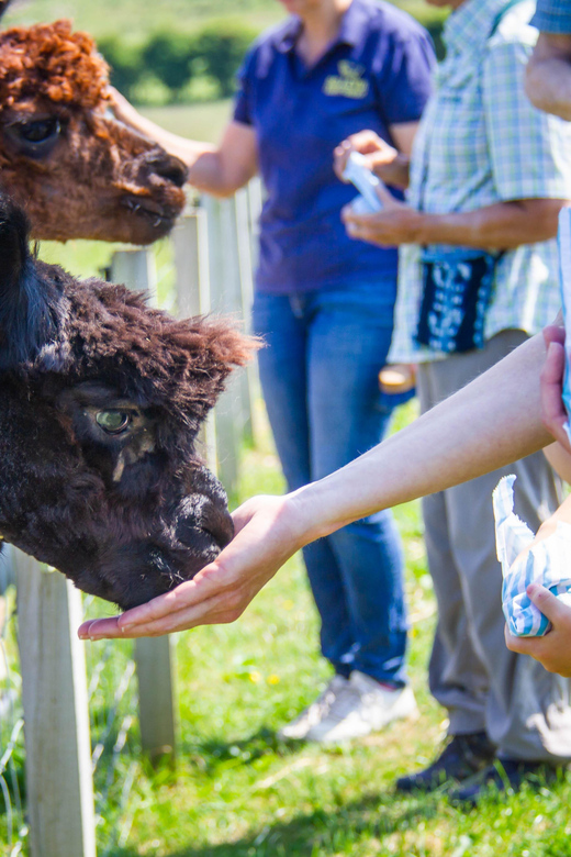 Isle of Arran: Farm Tour - Overview of Bellevue Farm