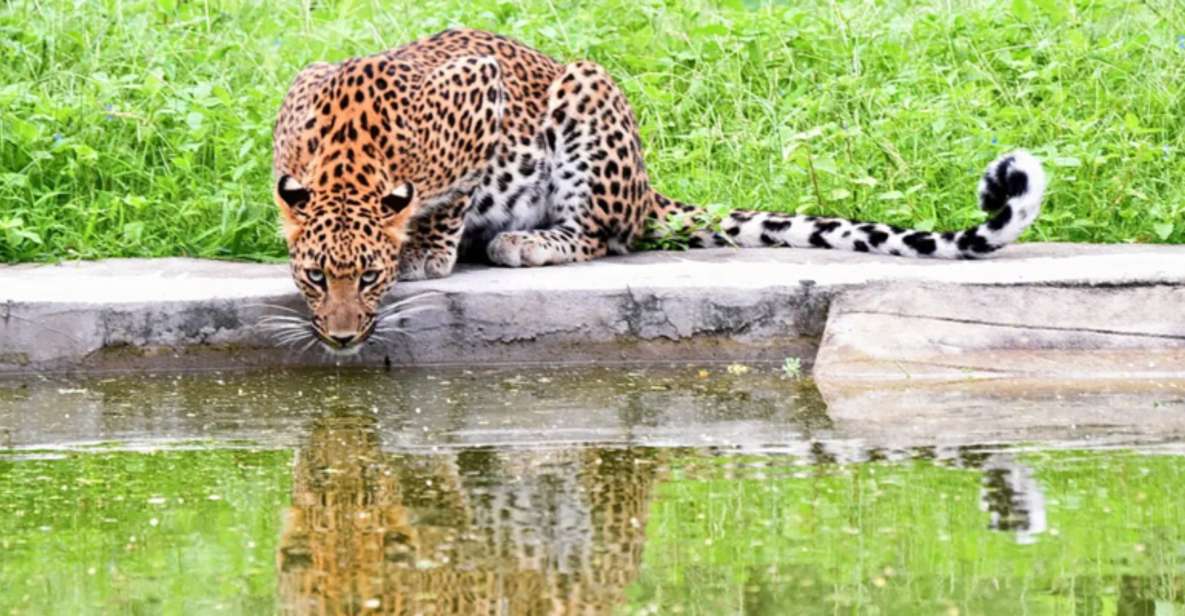 Jaipur: Private Jhalana Leopard Safari Tour - Tour Overview and Pricing