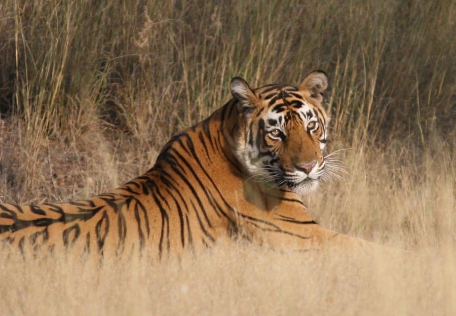 Jaipur To Ranthambore One Way Private Transfer - Key Points