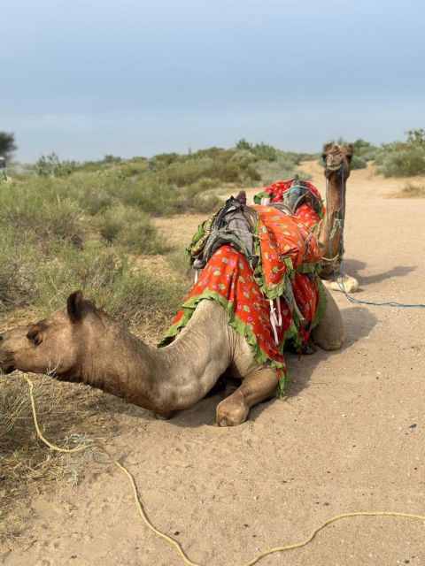 JAISALMER DESERT EXPERIENCE : SLEEPING UNDER THE STAR - Key Points