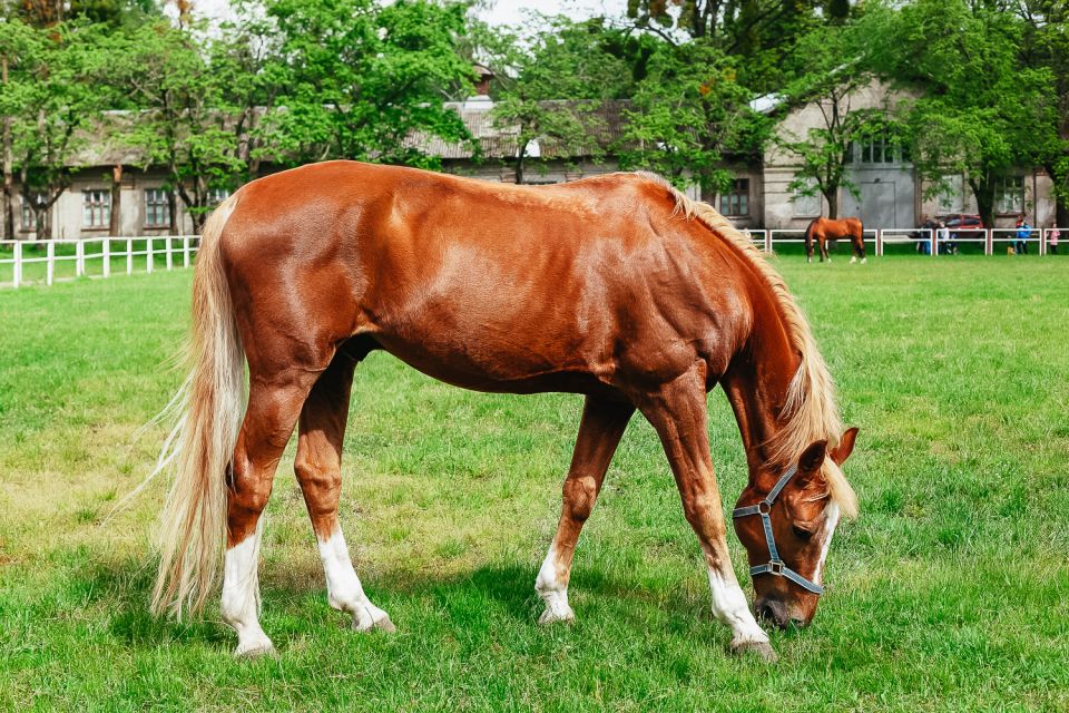 Jerez De La Frontera: How the Andalusian Horses Dance - Key Points