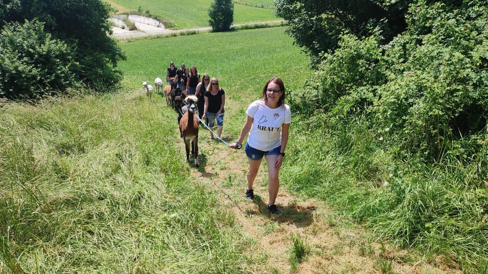 Jettingen-Scheppach: Alpaca Hike With Coffee and Cake - Key Points