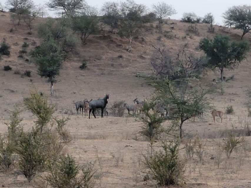 Jodhpur: Desert Walk Tour/Cooking Class/CamelRide With Sumer - Key Points