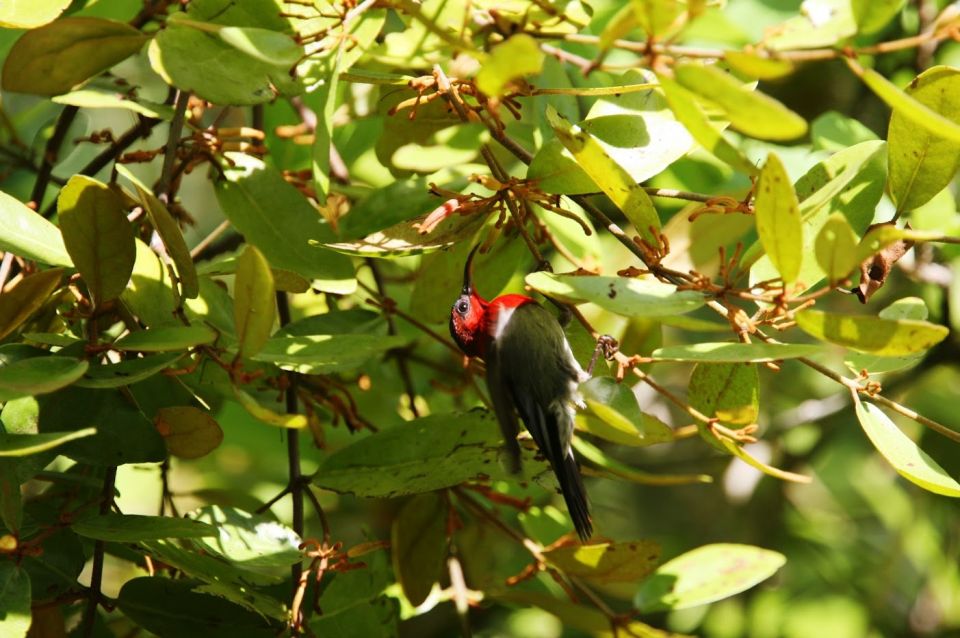 Johor: Desaru Coast Birdwatching Tour - Key Points