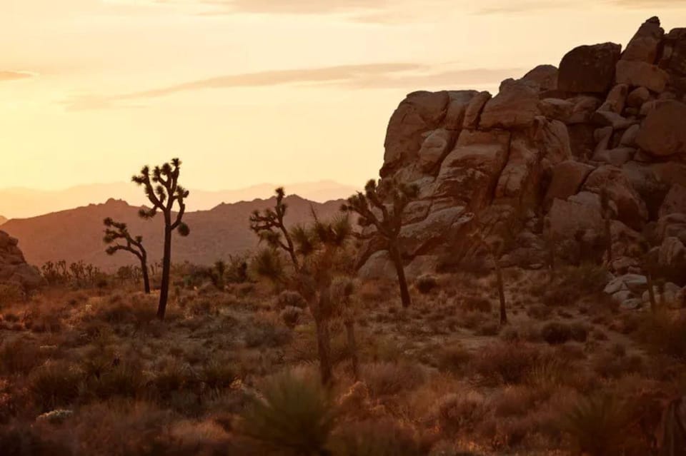 Joshua Tree: Full Moon Hike With Local Guide - Key Points