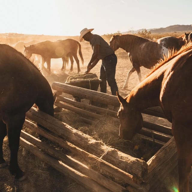 Joshua Tree: Horseback Trail Riding Adventure With a Guide - Key Points