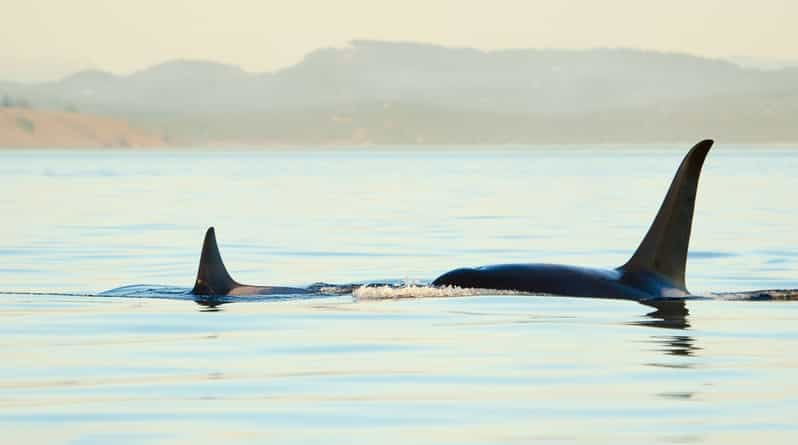 Juneau: Whale Watching and Mendenhall Glacier Day Trip - Key Points