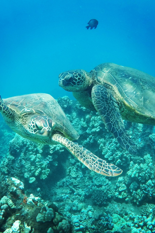 Kaanapali Beach: Express Snorkel Trip - Inclusions and Meeting Point