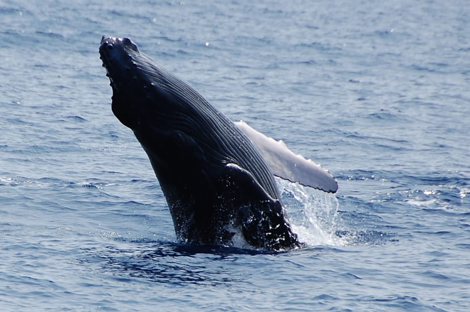 Kailua-Kona: Whale Watching Cruise on the Big Island - Key Points