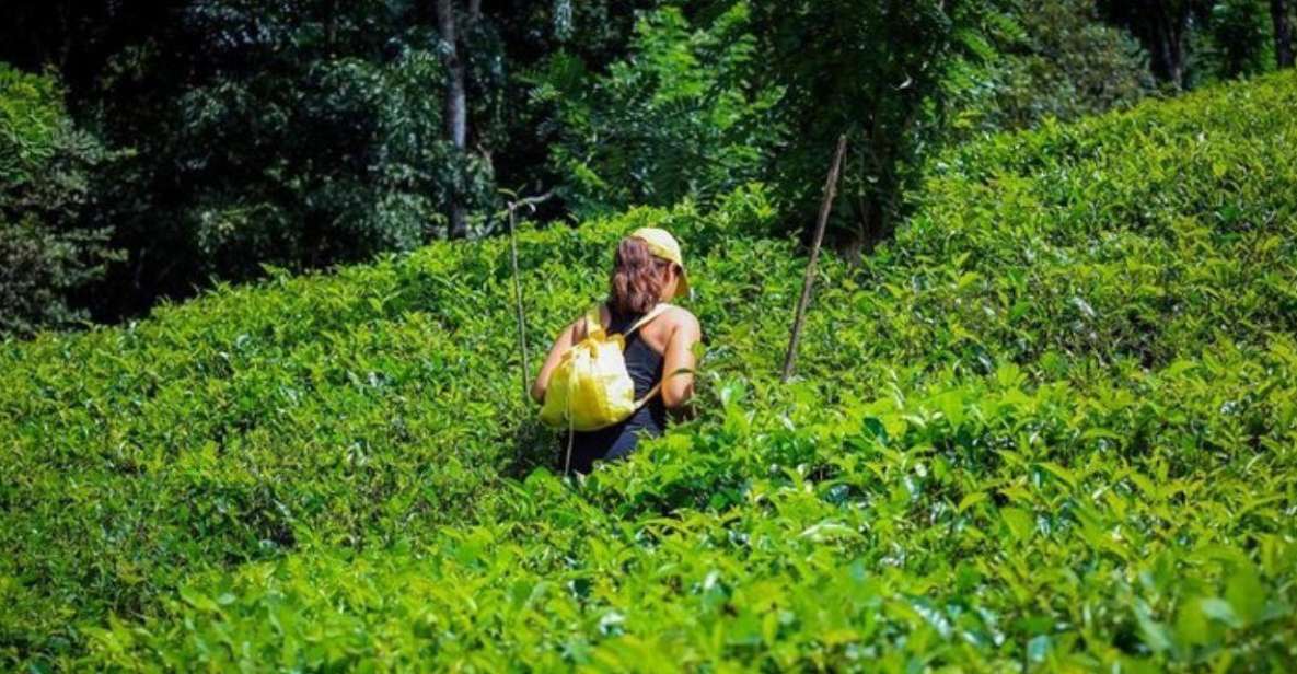 Kandy: 2 Day All-Inclusive Tea Plantation Adventure! - Good To Know