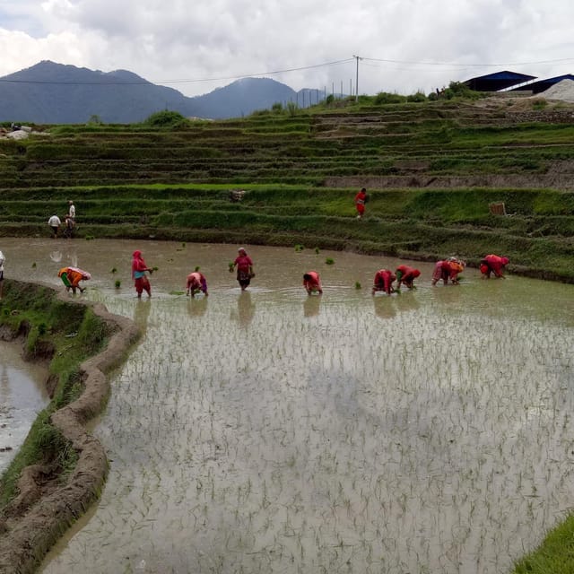 Kathmandu: the Mud and the Miracle,Paddy Plantation Festival - Key Points