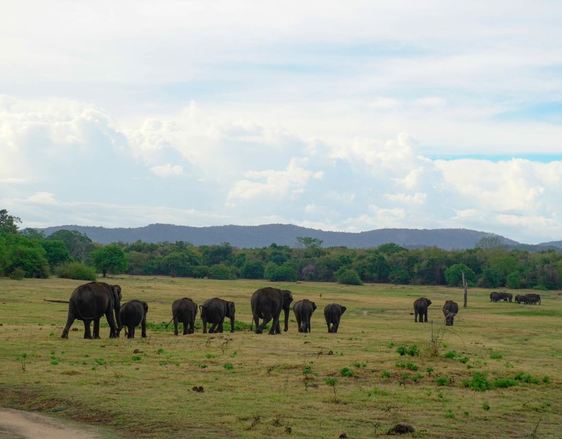 Kaudulla National Park Half Day Sri Lanka Jeep Safari - Good To Know