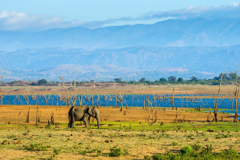 Kaudulla National Park: Private Safari - Good To Know