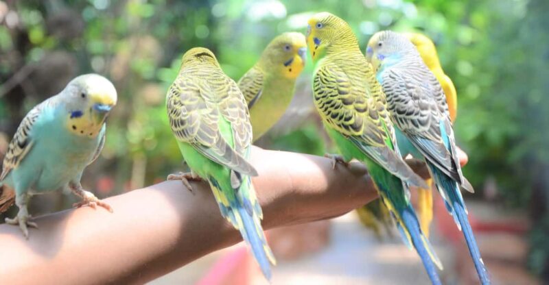 Kedah: Wildlife Park Langkawi Admission Ticket - Key Points